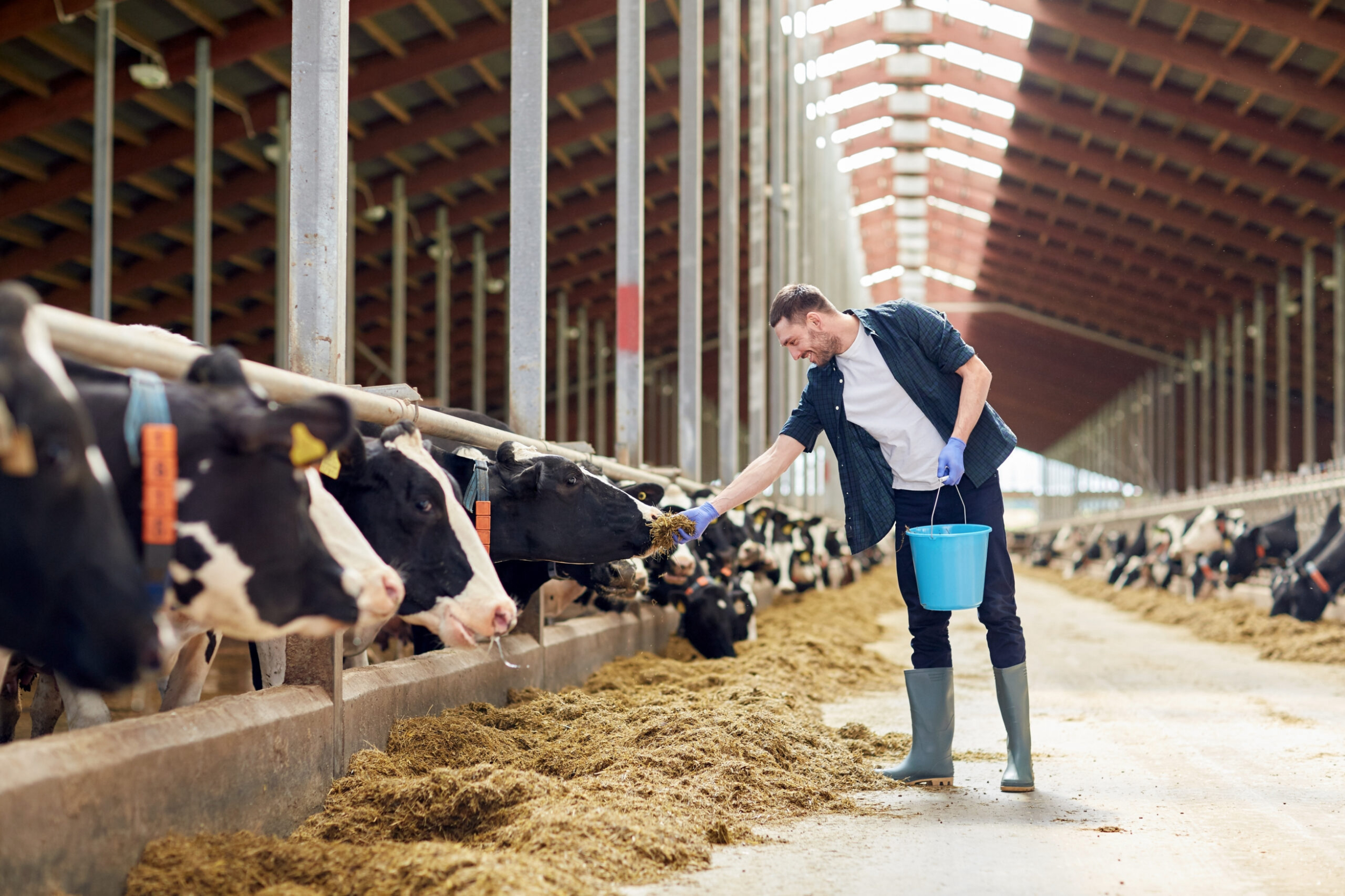 Animal Nutrition – Milk Specialties Global